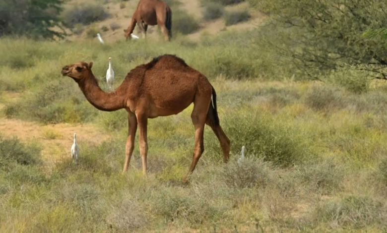 The plains of Tihama Asir: breathtaking nature and a leading destination for ecotourism