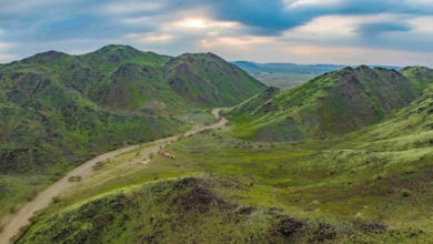 The future of vegetation in Saudi Arabia and the importance of mangroves