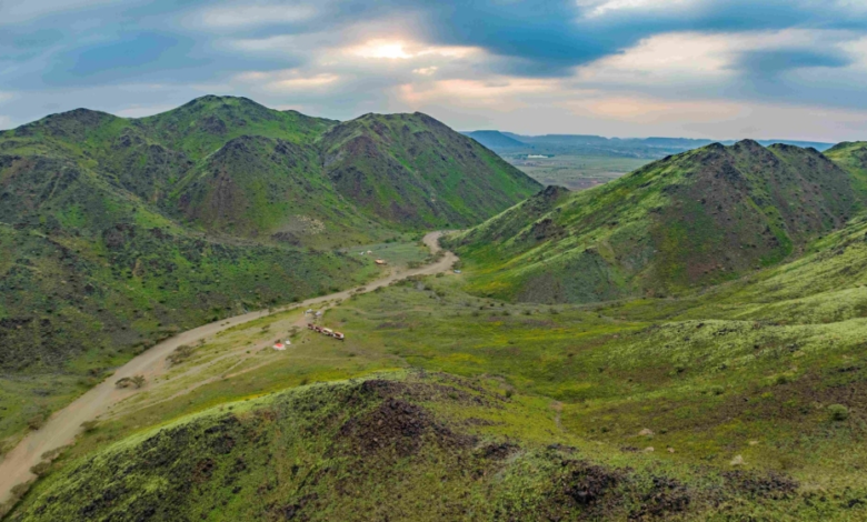 مستقبل الغطاء النباتي بالسعودية وأهمية المانغروف