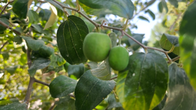 The dangers of mixing pesticides and a guide to safe home gardening