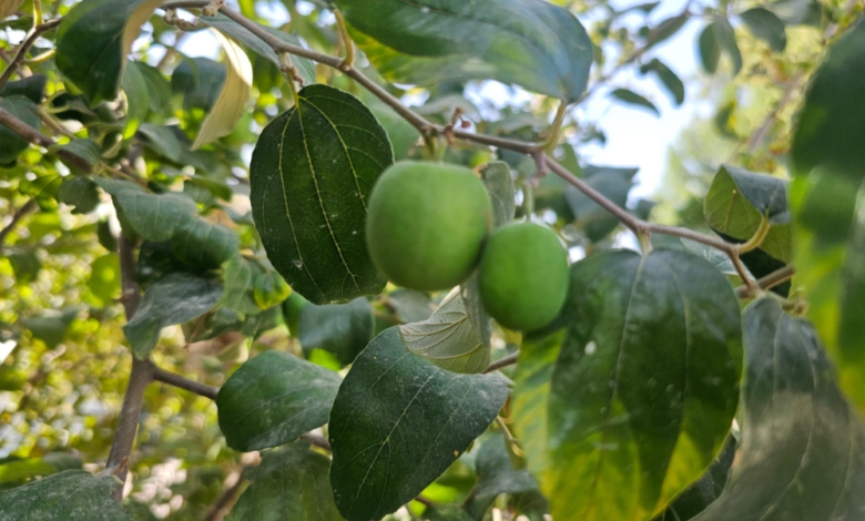 مخاطر خلط المبيدات ودليل الزراعة المنزلية الآمنة