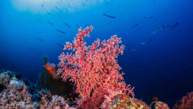 السعودية تطلق دليل الأنشطة السياحية الساحلية لليخوت والبحر الأحمر