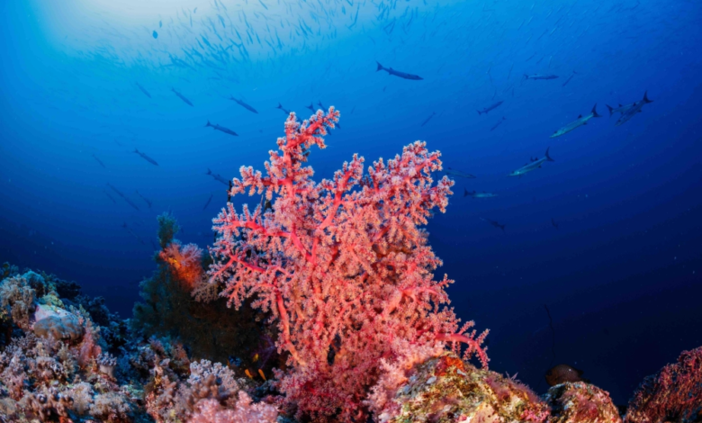 السعودية تطلق دليل الأنشطة السياحية الساحلية لليخوت والبحر الأحمر