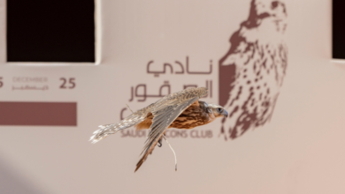 نتائج مهرجان الملك عبدالعزيز للصقور 2025 اليوم السابع للمحترفين