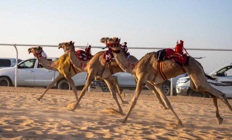 نتائج جائزة الملك عبدالعزيز للهجن: الفائزون في الحيل والزمول