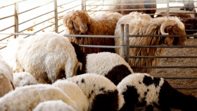 فحص جيني لـ 4500 رأس ماشية بالسعودية لتعزيز الأمن الغذائي