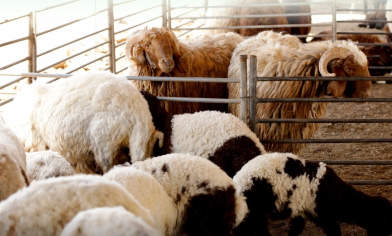 فحص جيني لـ 4500 رأس ماشية بالسعودية لتعزيز الأمن الغذائي