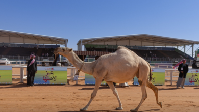 King Abdulaziz Camel Festival: Foreign tourists experience Saudi heritage