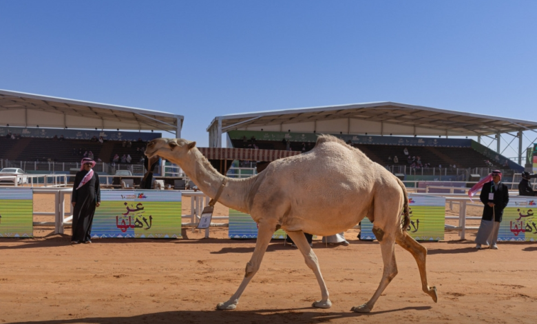 مهرجان الملك عبدالعزيز للإبل: سياح أجانب يعيشون التراث السعودي