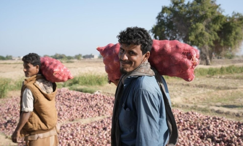 مشاريع البرنامج السعودي لتنمية وإعمار اليمن في أبين: نهضة شاملة