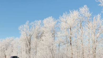 موجة برد تضرب كوريا: ثلوج وحرارة 10 تحت الصفر