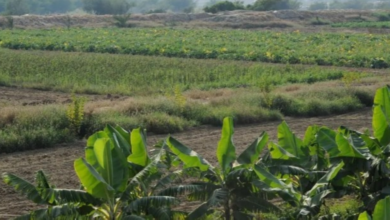 برامج التدريب الزراعي في العلا خلال يناير: المواعيد والتفاصيل