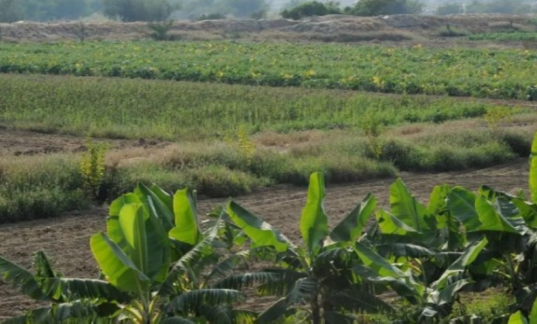 برامج التدريب الزراعي في العلا خلال يناير: المواعيد والتفاصيل