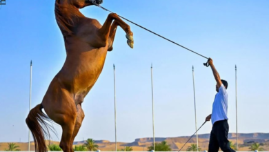 لائحة تنظيمية جديدة لحماية الخيل العربية بمركز الملك عبد العزيز