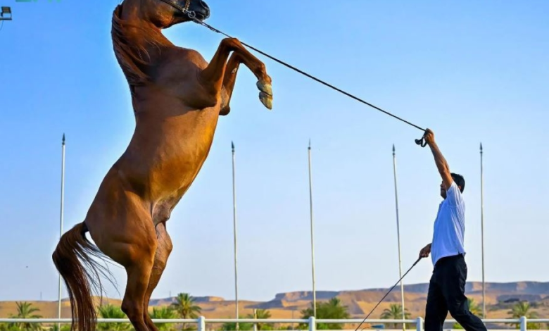 لائحة تنظيمية جديدة لحماية الخيل العربية بمركز الملك عبد العزيز