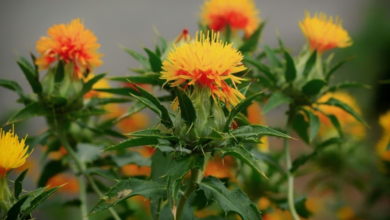 فوائد العصفر الصحية: حقيقة تأثيره على الأعصاب والقلب