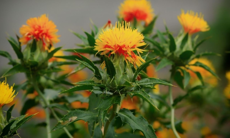 فوائد العصفر الصحية: حقيقة تأثيره على الأعصاب والقلب