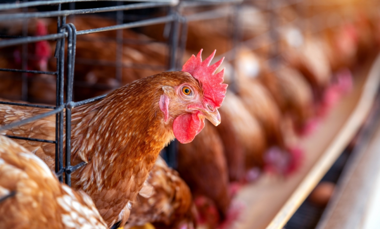 Saudi Arabia temporarily bans poultry imports from France and Poland