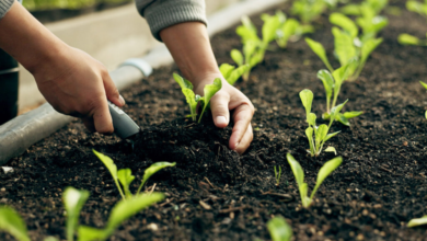 البرنامج الوطني للتشجير يحدد 55 نوعاً نباتياً لبيئة القصيم