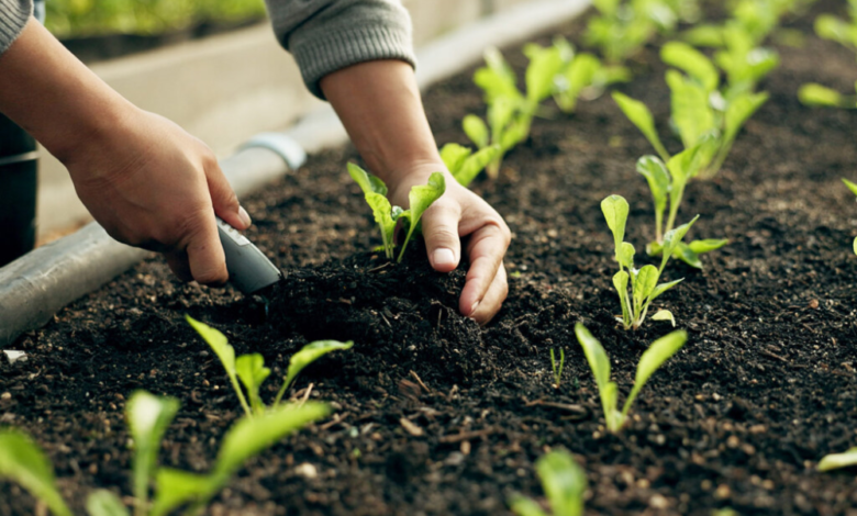 البرنامج الوطني للتشجير يحدد 55 نوعاً نباتياً لبيئة القصيم