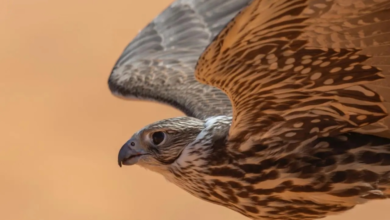 صقر يحول 30 ألفاً إلى 120 ألف ريال في مهرجان الملك عبدالعزيز للصقور