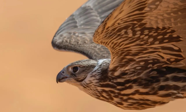 صقر يحول 30 ألفاً إلى 120 ألف ريال في مهرجان الملك عبدالعزيز للصقور