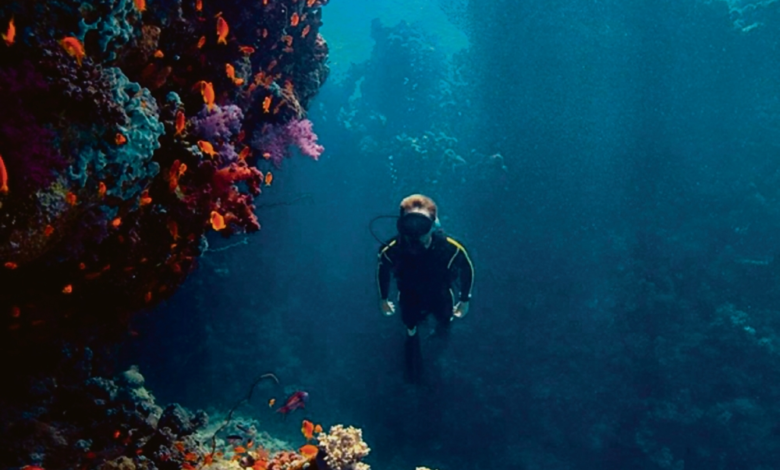 الغوص في جازان: دليل السياحة البحرية في جزر فرسان والبحر الأحمر