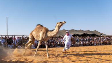 فعاليات مهرجان شرورة الشتوي 8: تراث وترفيه في نجران