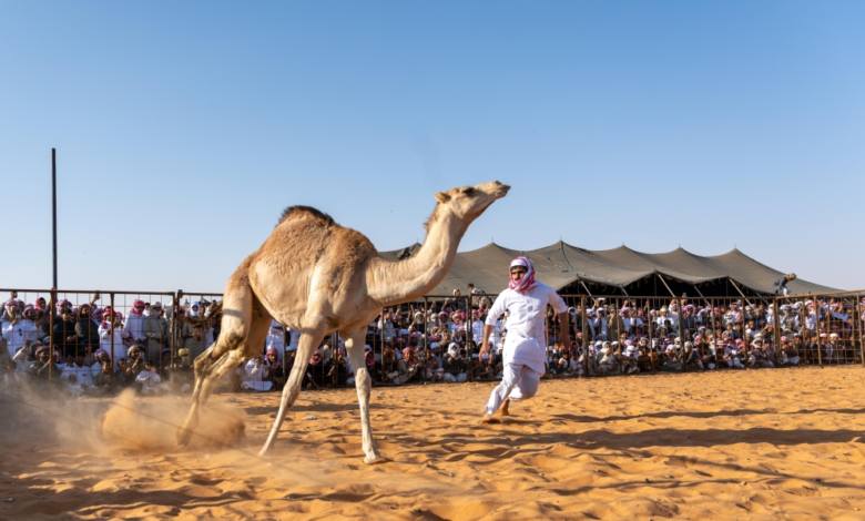 فعاليات مهرجان شرورة الشتوي 8: تراث وترفيه في نجران
