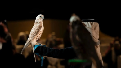نتائج مسابقة المزاين في مهرجان الملك عبدالعزيز للصقور 2025