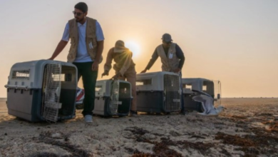 الحياة الفطرية تطلق 63 طائراً بحرياً في جدة لتعزيز البيئة