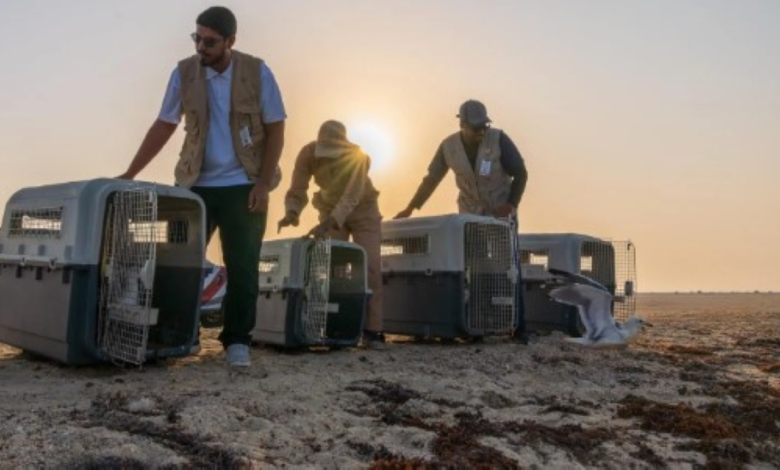 الحياة الفطرية تطلق 63 طائراً بحرياً في جدة لتعزيز البيئة