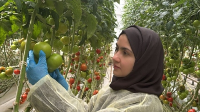 ابتكار سعودي في كاوست لتعزيز مناعة النباتات والأمن الغذائي