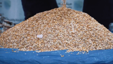 Smuggling attempt of 4.7 million Captagon pills foiled at Jeddah Islamic Port