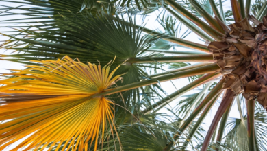 نقل لجنة مكافحة سوسة النخيل إلى مركز وقاية: تفاصيل القرار