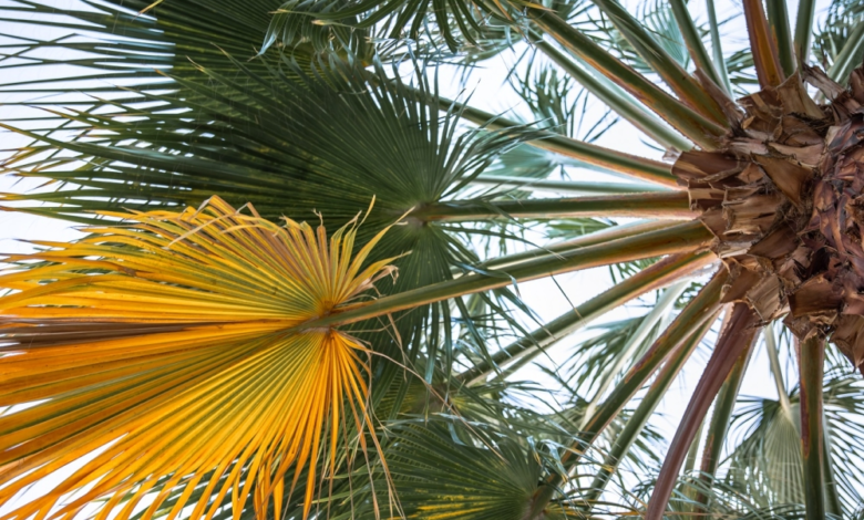 The Palm Weevil Control Committee has been transferred to the Prevention Center: Details of the decision