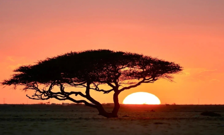 63 نوعاً من نباتات تبوك المحلية تدعم السعودية الخضراء