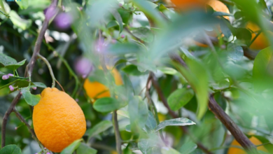 إنتاج الحمضيات في السعودية يسجل 158 ألف طن شتاءً