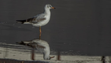 رصد نورس أسود الرأس بالحدود الشمالية: دلالات هجرة الطيور