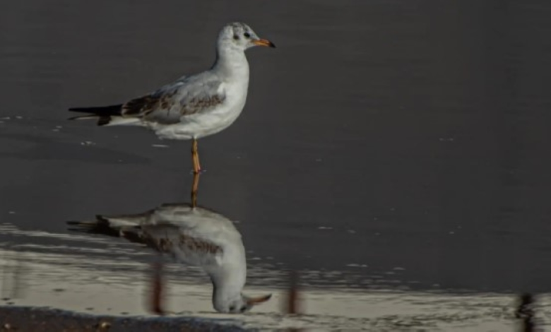 رصد نورس أسود الرأس بالحدود الشمالية: دلالات هجرة الطيور