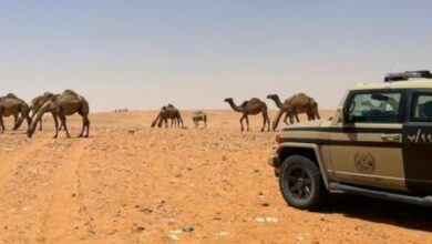 ضبط مخالفة رعي في محمية الإمام عبدالعزيز بن محمد الملكية