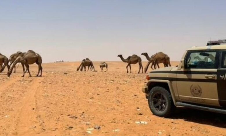 A grazing violation was recorded in the Imam Abdulaziz bin Mohammed Royal Reserve