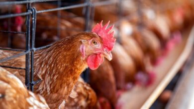 تغطية سعودي قاب للدواجن تصل 90% وإنتاج 1.2 مليون طن