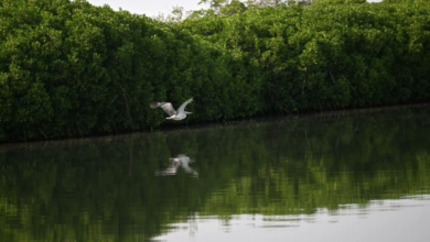غابات القندل بجزر فرسان: وجهة سياحية ساحرة في الإجازة