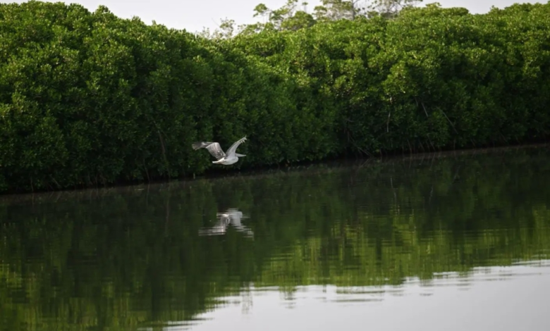 غابات القندل بجزر فرسان: وجهة سياحية ساحرة في الإجازة