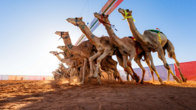 بدء تركيب شرائح مهرجان خادم الحرمين للهجن 2026 بالجنادرية