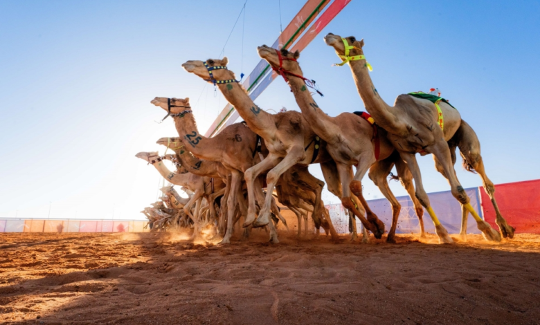Installation of the King's Camel Festival 2026 chips has begun in Janadriyah