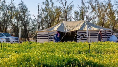 محمية النباتات البرية في رفحاء.. وجهة سياحية مجانية بزهور موسمية