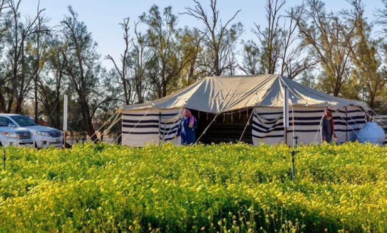 The wild plant reserve in Rafha: a free tourist destination with seasonal flowers