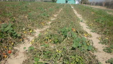 Saudi Environment: Electronic investigation of those violating the agricultural system